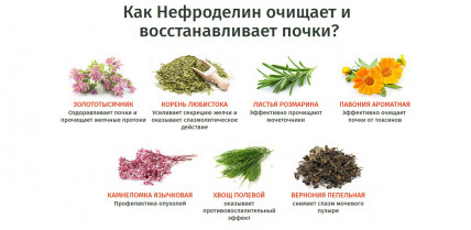 Нефроделин - средство для восстановления почек