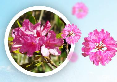 Alp Rose - крем для омоложения