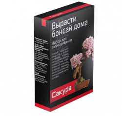 Бонсай - набор для выращивания дерева